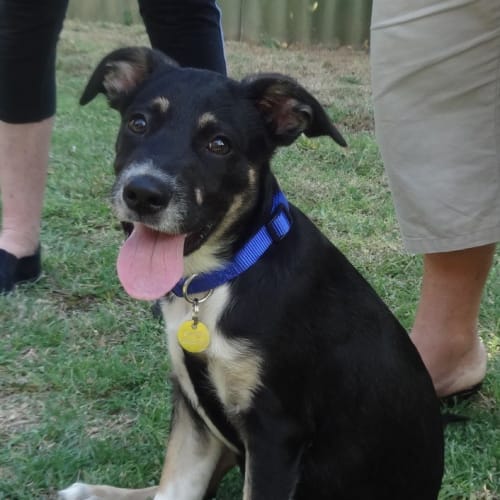 No photo for Koda (D2539) 