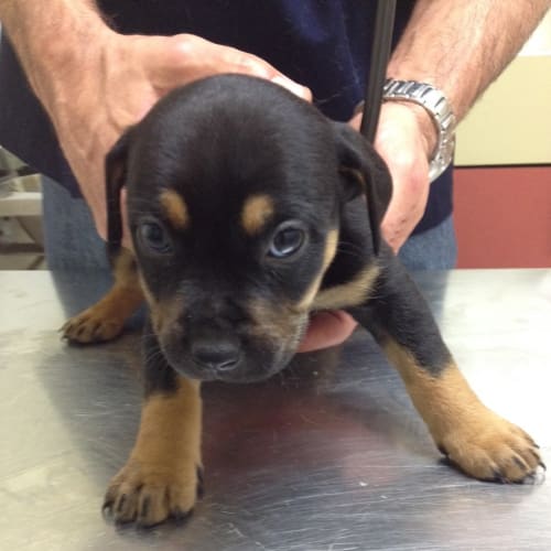 No photo for Rotti X Puppies