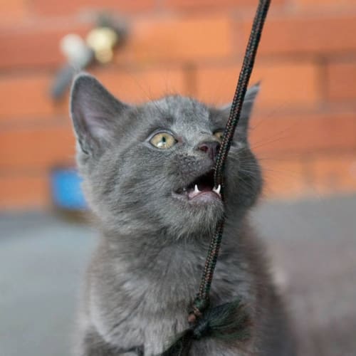 No photo for Harmony And Arrow