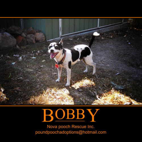 No photo for Bobby