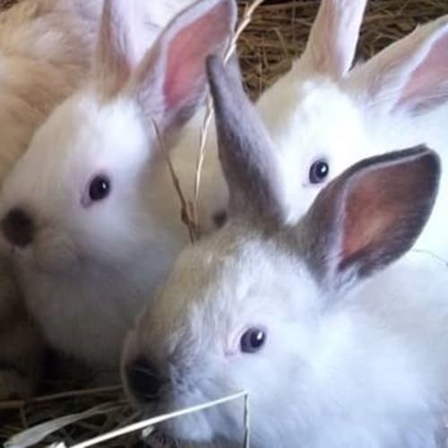 No photo for Penny's Babies