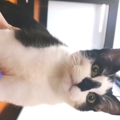 No photo for Squizzy