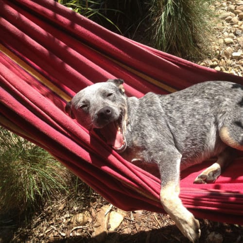 Gus (New South Wales) *on trial*