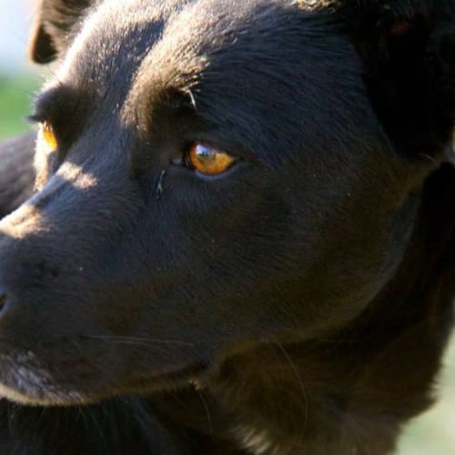 Indi
