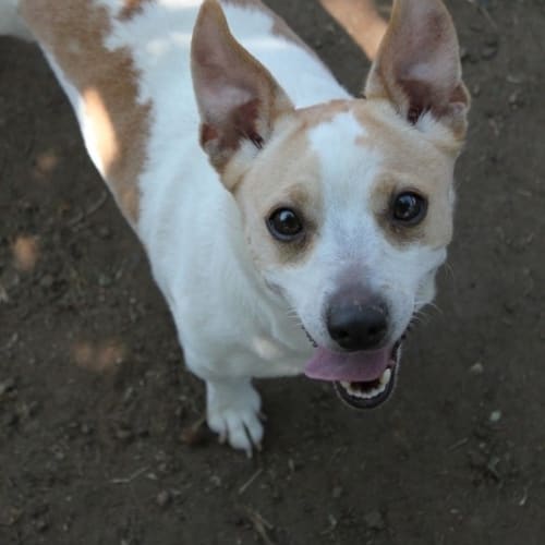 No photo for Missy  Adopted