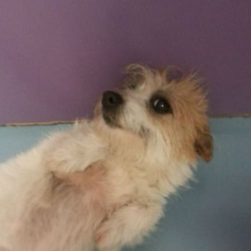 No photo for Pixie