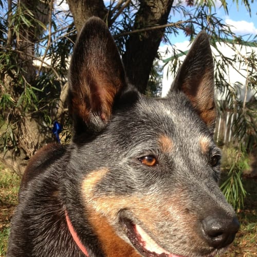 No photo for * Adopted * Bundy