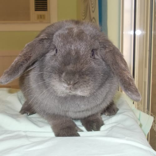 No photo for Bluebell *Special Needs Home*