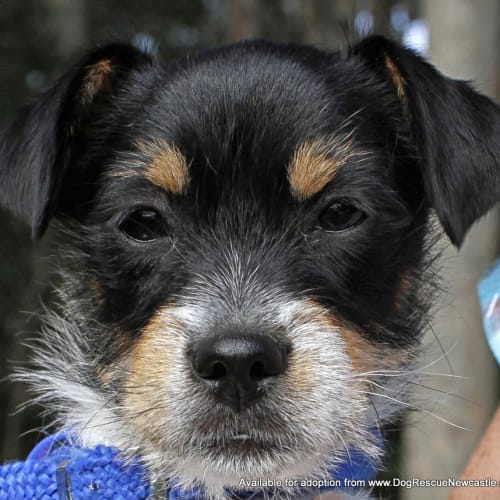 No photo for Puppy Billy (On Trial 26/10/13)