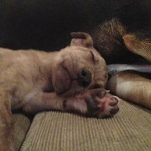 No photo for Puppylumps Squidgy Mc Squee