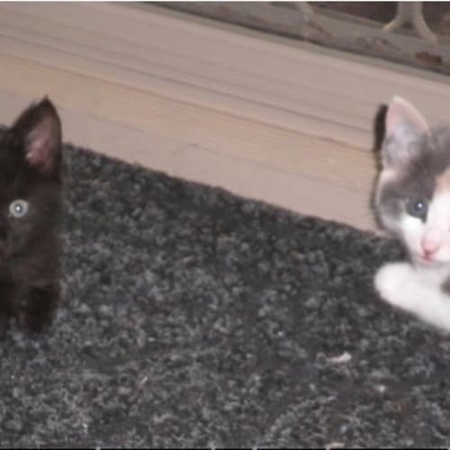No photo for Newton & Amie *Dual Adoption
