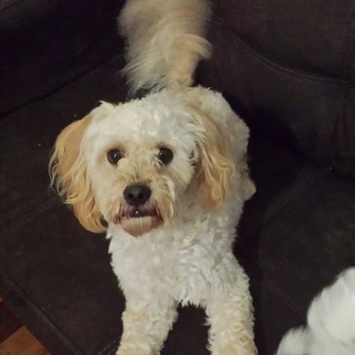 No photo for Freddy (Adoption Peding)