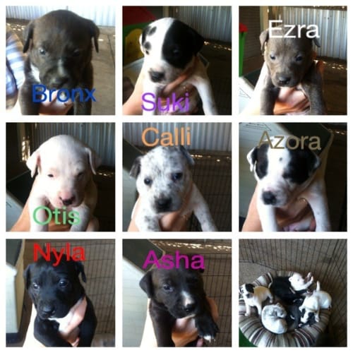 Australian Cattle x Staffy Pups (on trial 8/12/13)