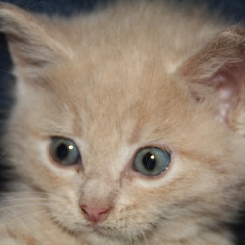 No photo for Meg And Marty (8 Wk Old Kittens)