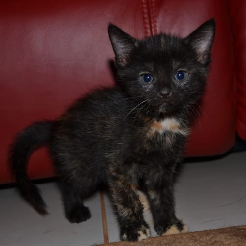 No photo for Tilly(nc220)
