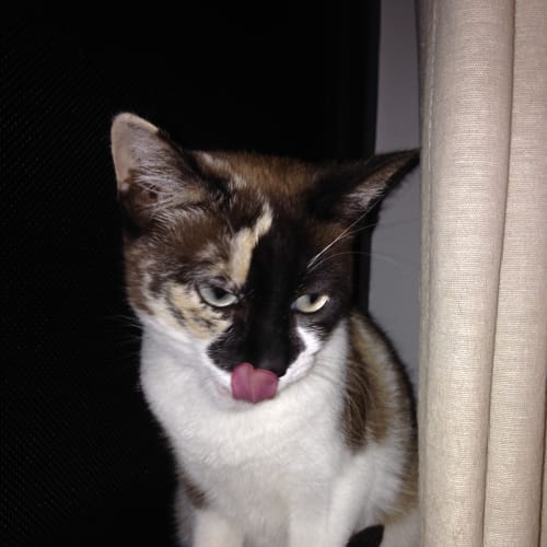 No photo for Cassie Hc13 173 Siamese X