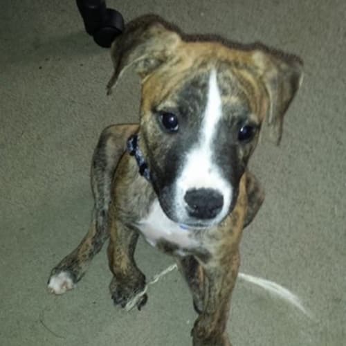 Puppy Olive (On Trial 8/12/13)
