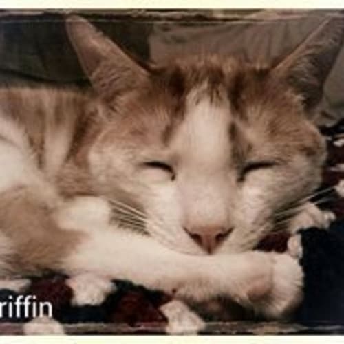 No photo for Griffin