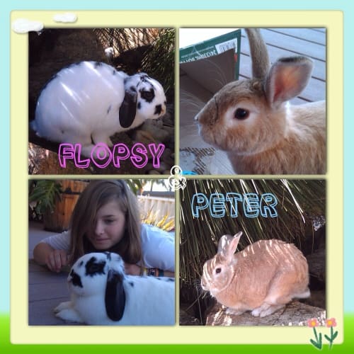 No photo for Peter And Flopsy