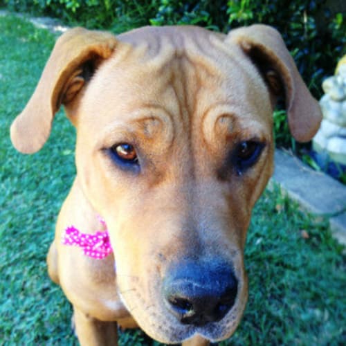 Ruby (2) (Adopted 23/12/13)