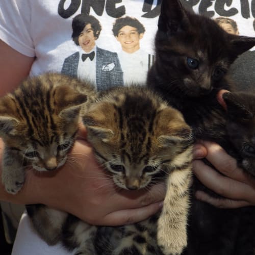 Harry, Heath, Holly, Harper