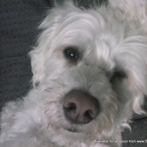 No photo for Beau (On Trial 2/11/13)