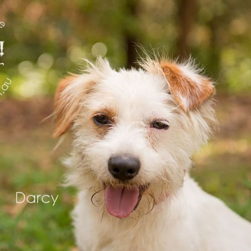 No photo for Darcy