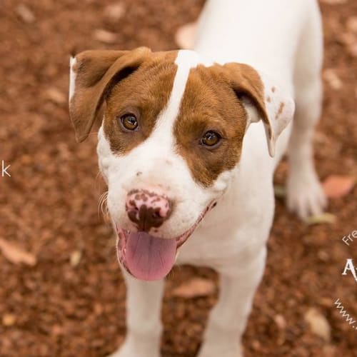 Frankie (adoption processing)