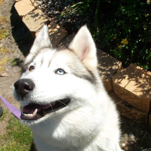 No photo for Gryffindog