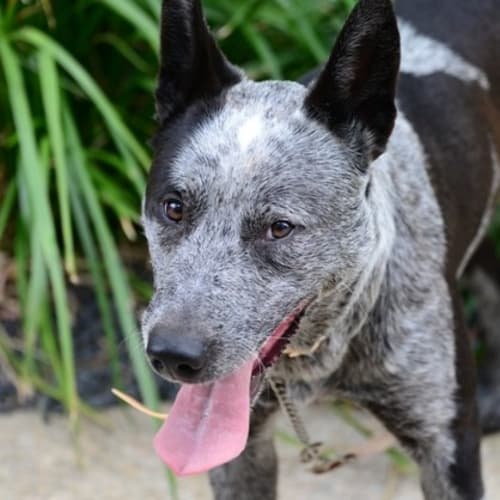 No photo for Bluey