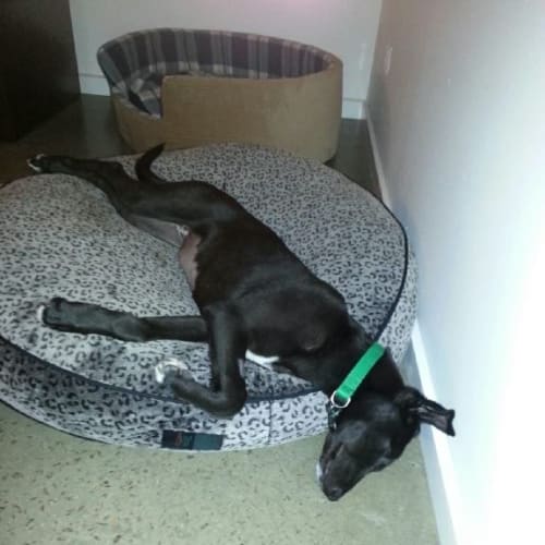 Bonnie the sleek greyhound x girl