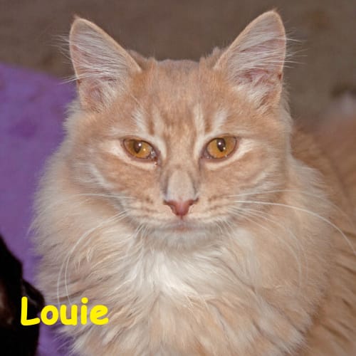 Louie