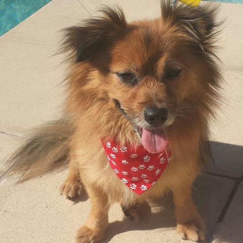 No photo for Henry (Adoption Pending) 