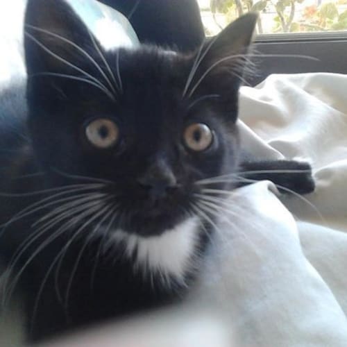 Ebony (Squawks Pet Store)
