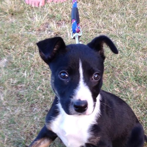 No photo for Ferb (Adoption Pending)