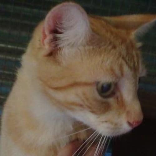 Tig