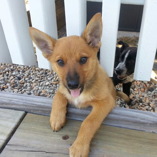 No photo for Toffee (Qld)   9 Weeks