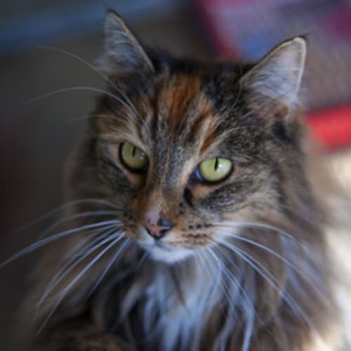 Evie (Huge Smoocher!)