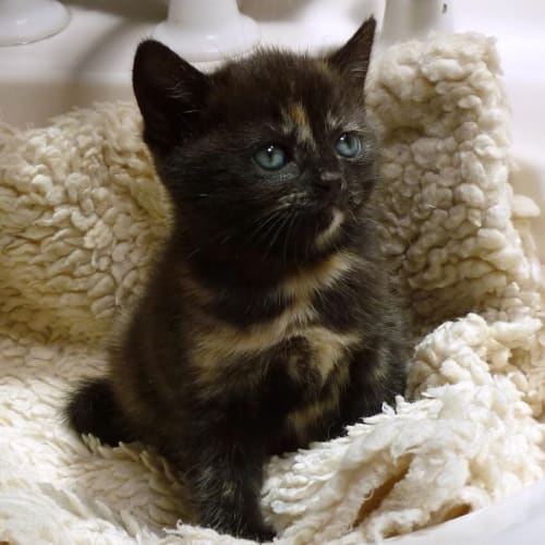 No photo for  Jemima And Humphrey (Allies Kittens)