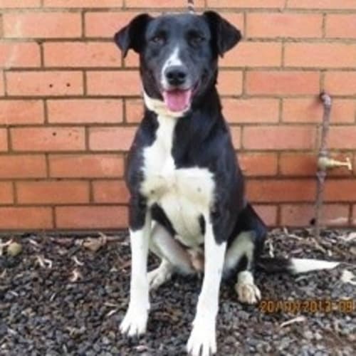 No photo for M.J **Such A Special Girl And Cat Friendly**