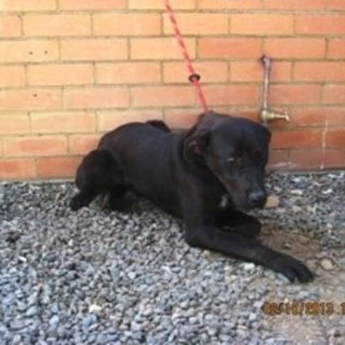 No photo for Chinny**Urgent Foster Carer Needed**