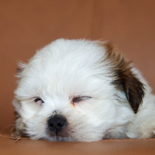 No photo for Charlie  
