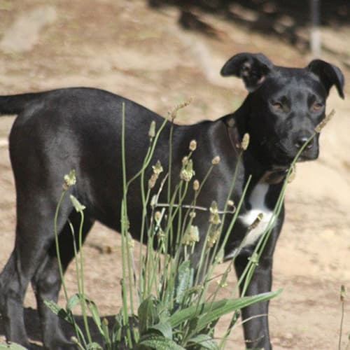 No photo for Jedda