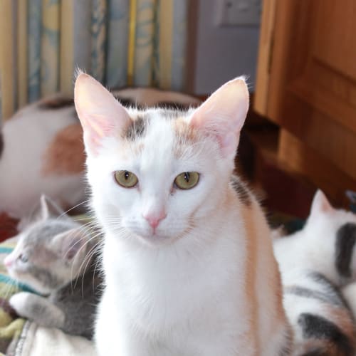 No photo for Zucker  **Adoption Pending**