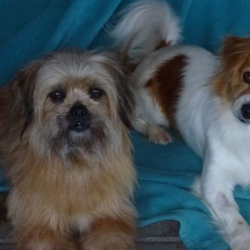 No photo for Ruby & Lulu