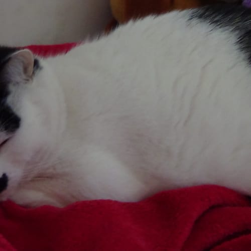 Maya