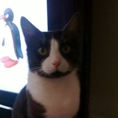 No photo for Puss