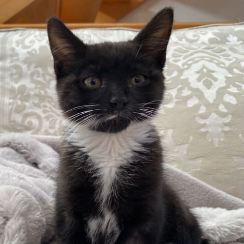 Pavarotti