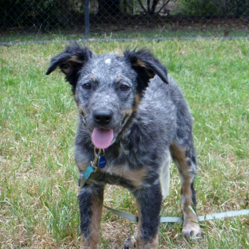 No photo for Womble (Qld) *Adoption Progressing*