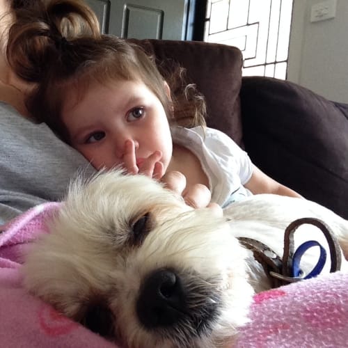 Charlie (On Trial 1/3/15) ~ Maltese x Shih Tzu